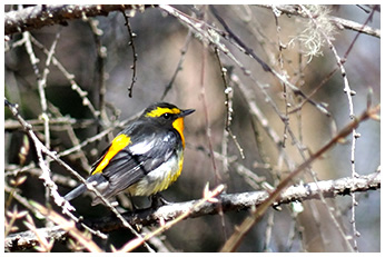 キビタキ（オス）