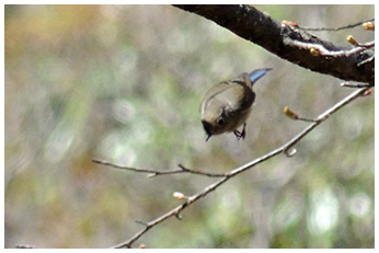 ルリビタキ（メス）