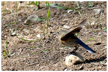 ルリビタキ（メス）