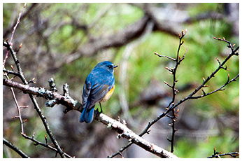 ルリビタキ（オス）