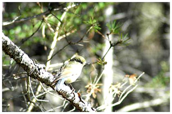 ルリビタキ（メス）