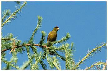 カワラヒワ（オス）