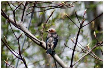 コムクドリ（オス）