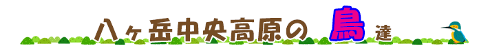 原村・八ヶ岳中央高原の鳥