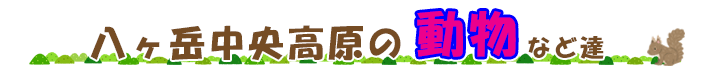 原村・八ヶ岳中央高原の動物など