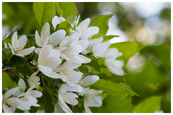 エゾノコリンゴ