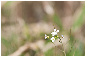ミヤマハタザオ