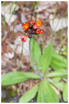 コウリンタンポポ