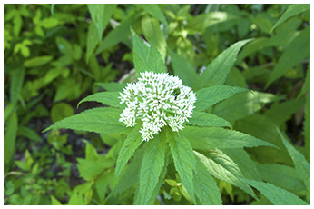 ヨツバヒヨドリ