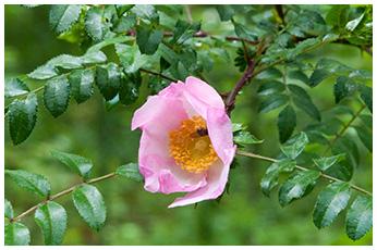 サンショウバラ