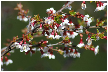 チョウジサクラ