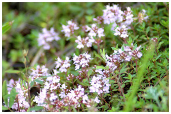 イブキジャコウソウ