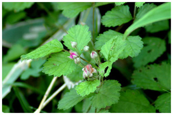 ナワシロイチゴ