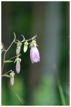 ヤマホタルブクロ