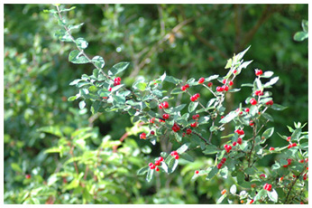 ヒョウタンボク