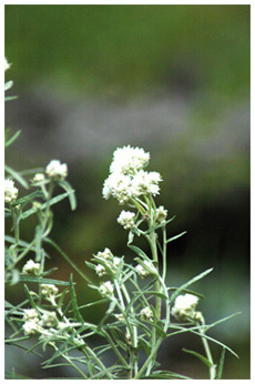 ホソバノヤマハハコ