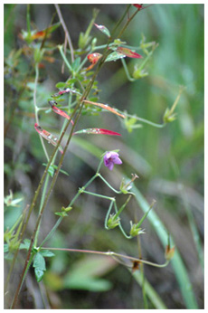 タカネグンナイフウロ