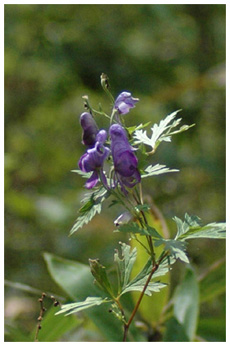 ホソバトリカブト