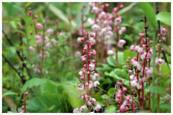 ベニバナイチヤクソウ