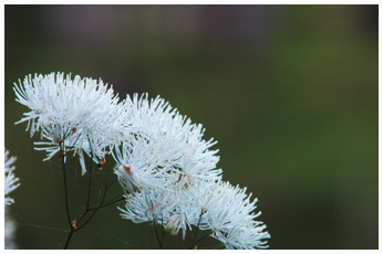 マンセンカラマツ