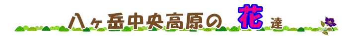 原村・八ヶ岳中央高原の鳥