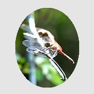 八ヶ岳の生き物