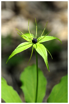 クルマバツクバネソウ