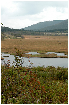 八島ヶ原湿原