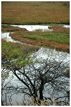 八島ヶ原湿原